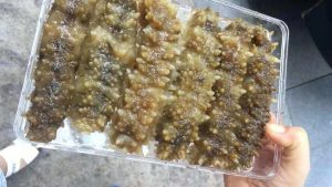 Hải sâm Phạm Gia