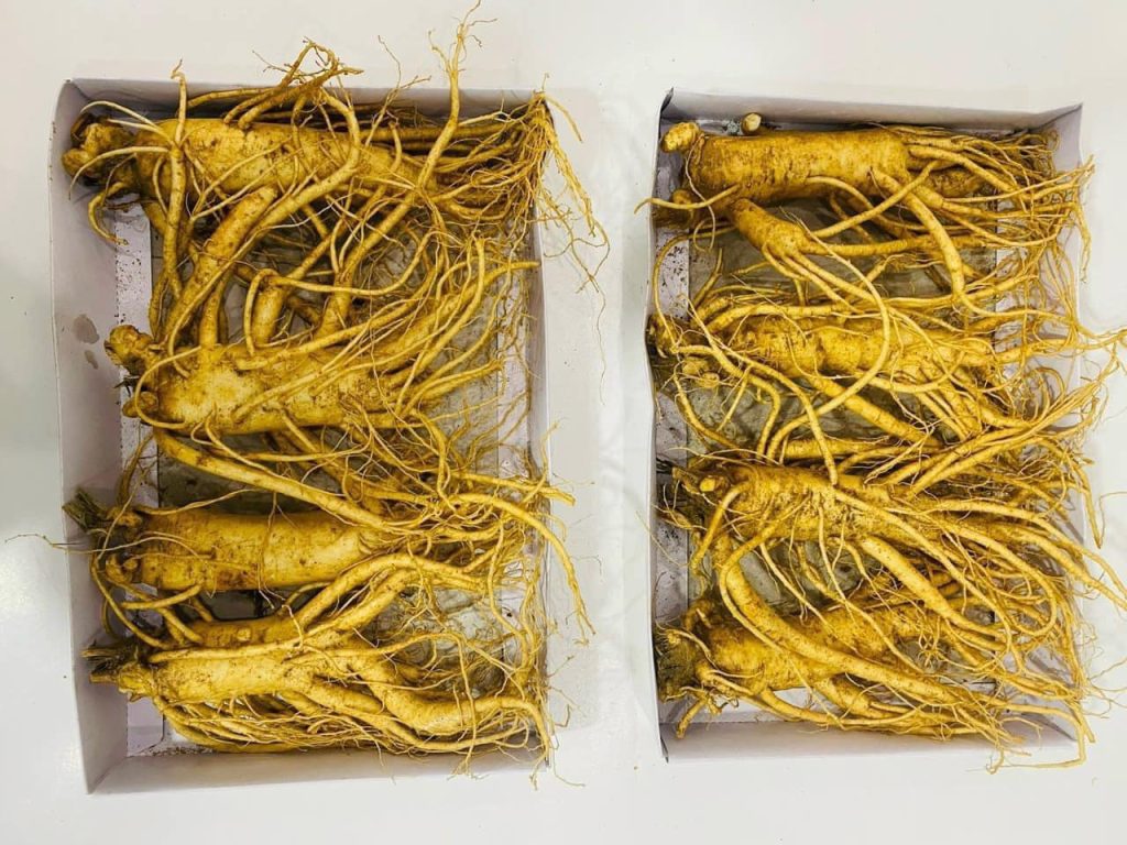 sam tuoi han quoc 4 cu